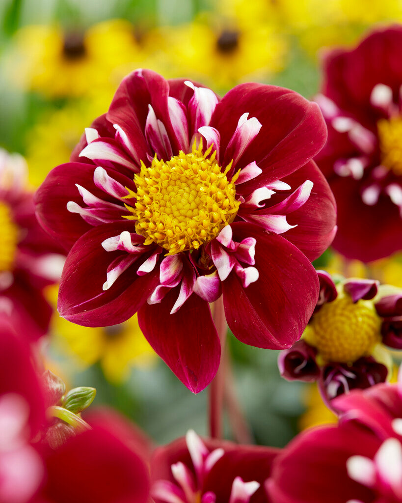 Dahlia Special Joyfull Investment 1-pakning